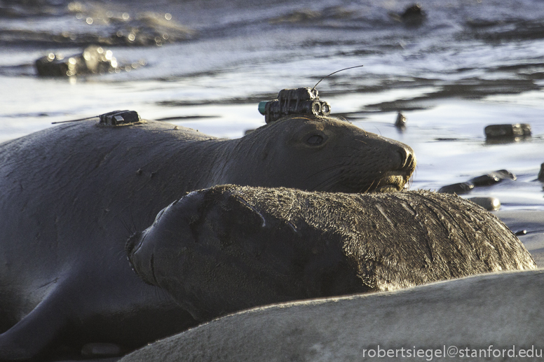 seal cam